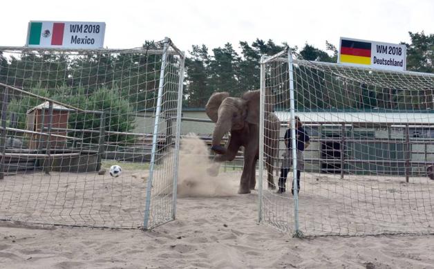 Elefantenmädchen Nelly (hier mit Zootierpfleger Peter Kockisch) prophezeit einen deutschen Sieg im Auftaktspiel!