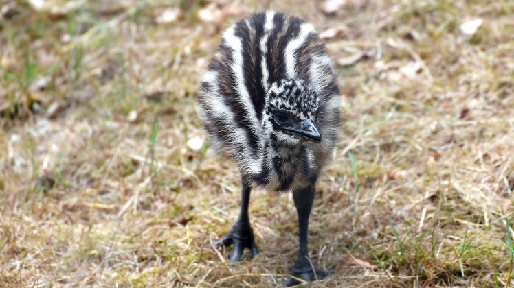 Das etwa eine Woche alte Emu-Küken gewöhnt sich in der Außenanlage ein.  