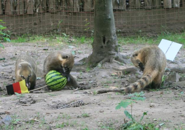 Die Nasenbärengruppe des Tierparks Chemnitz