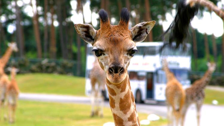 Die Giraffen im Serengeti-Park gehören zu den beliebtesten Tieren. Am 2. August können Kinder und Jugendliche aus Schenefeld mit dem Juks  einen Ausflug nach Hodenhagen unternehmen.