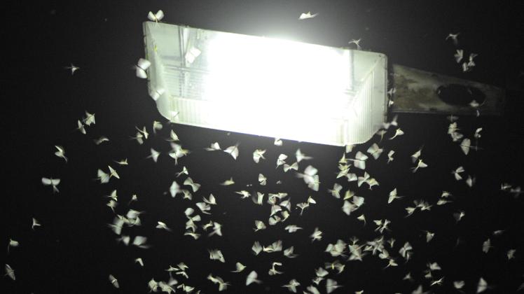 Eintagsfliegen unter Straßenlaterne