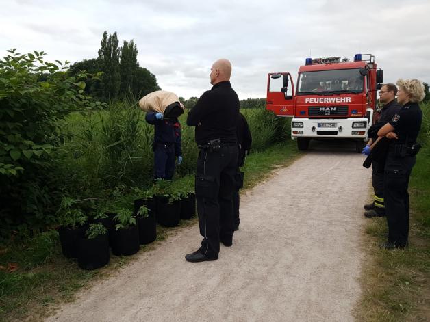 Riesige Drogenplantage in Rostock ausgehoben