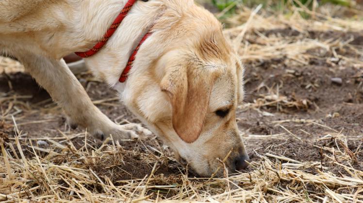 Campingurlauber rettet 80-jährige mit Suchhund