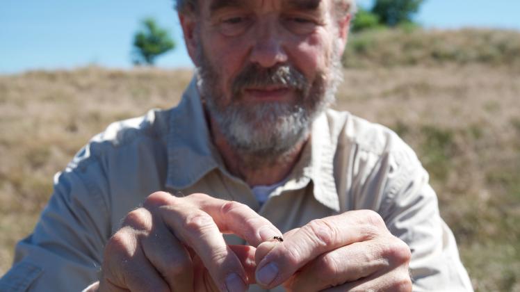 Dr. Uwe Sörensen kümmert sich um seltene Ameisen im nordfriesischen Naturschutzgebiet. 