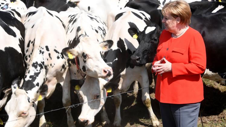 Neugierig schauen die Milchkühe aus Nienborstel auf ihre Besucherin Angela Merkel. 