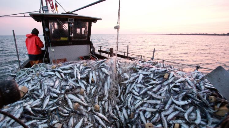 Heringfischer in der Ostsee: Ihre Ware landet nur in geringen Mengen bei der Firma Strelasund, einer Tochter der Schwaaner Fischwarenfabrik Sywan. 