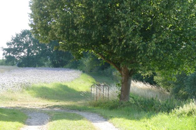 Der Jakobsweg führt zwischen dem Bauernhof und dem Messingschläger Teich entlang. 