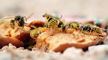 Wespen haben eine hohe Vorliebe für Süßes. Deshalb hat Obst so eine verlockende Wirkung auf die Insekten. 