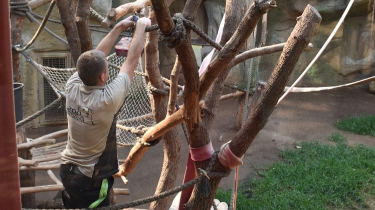 Ganz so einfach sollen es die Orang-Utans nicht haben. Deswegen befestigt Tierpfleger Manuel Kiep die fruchtige Eisbombe fest im Gehege.