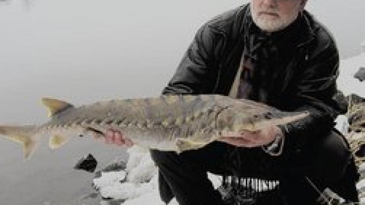 Der Stör aus dem Kanal