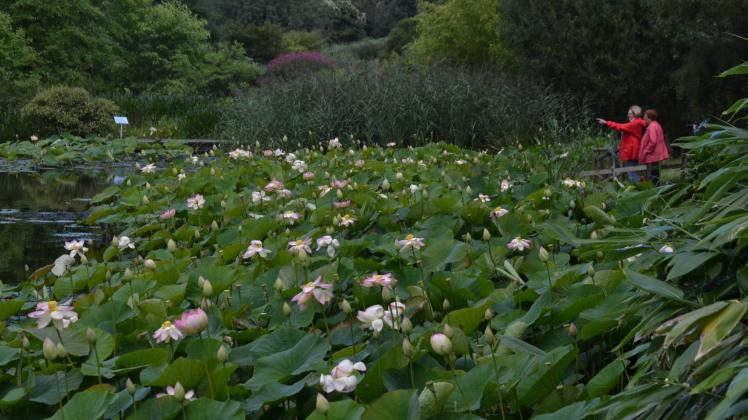 Blütenmeer in Ellerhoop: Etwa 3300 Besucher waren im vergangenen Jahr beim Lotosblütenfest dabei – auch wenn das Wetter nicht immer mitspielte. 