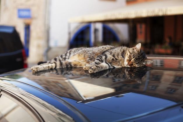 Auf warmen Autodächern finden Katzen nicht selten ihren Lieblingsplatz.