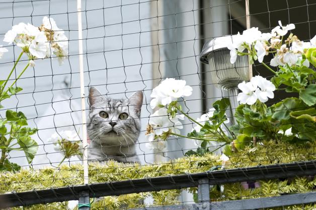 Netze auf dem Balkon sollen die Katze vor einem Sprung in die Tiefe schützen. Netze auf dem Balkon sollen die Katze vor einem Sprung in die Tiefe schützen.