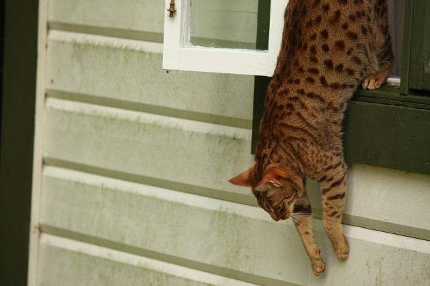 Einmal nicht an das Fenster gedacht und schon ist die Katze ausgebüchst. Dann bleibt nur zu hoffen, dass sie nicht den Weg zur Straße findet. 