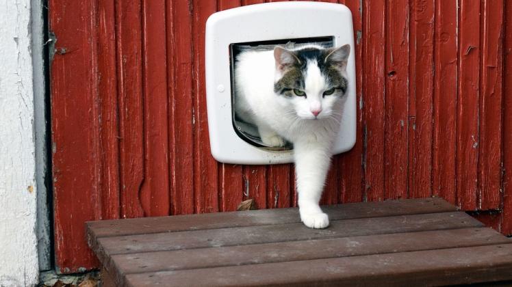 Eine Katzenklappe ist zwar praktisch, aber leider auch eine Einladung für Einbrecher.