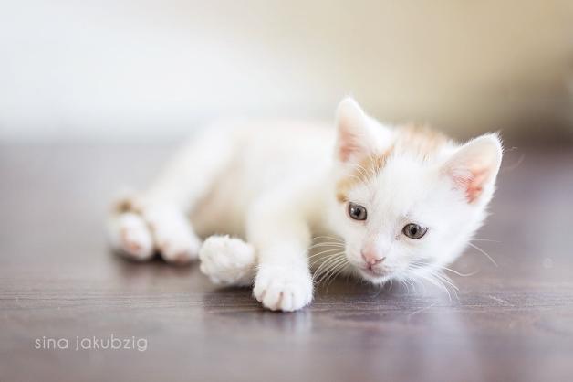 Wird ein Laminat- oder Parkettboden durch Katzenkrallen im alltäglichen Rahmen ein wenig zerkratzt, zählt dies in der Regel zur normalen Abnutzung, für die der Mieter nicht aufkommen muss. Wird ein Laminat- oder Parkettboden durch Katzenkrallen im alltäglichen Rahmen ein wenig zerkratzt, zählt dies in der Regel zur normalen Abnutzung, für die der Mieter nicht aufkommen muss.