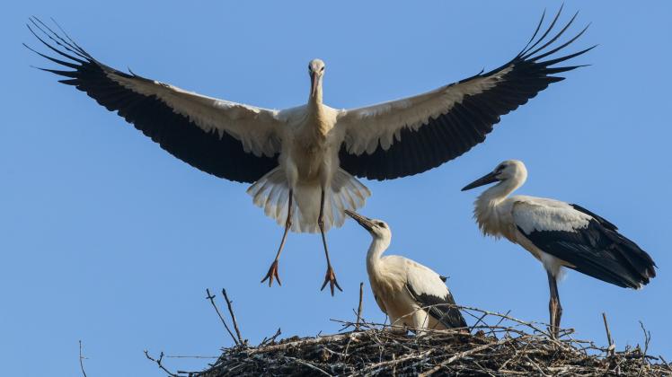 Wann Fliegen Die Störche In Den Süden www.shz.de