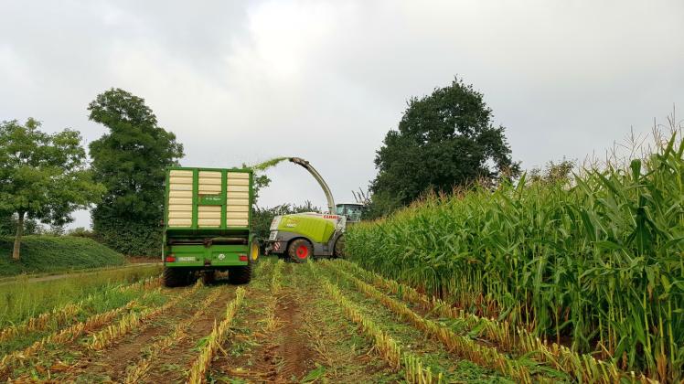 Maisernte gestern in Langballig: Die Bauern stehen vor der schwierigen Entscheidungen, ob sie die Futterpflanze ernten oder noch bis zum Herbst stehen lassen. 
