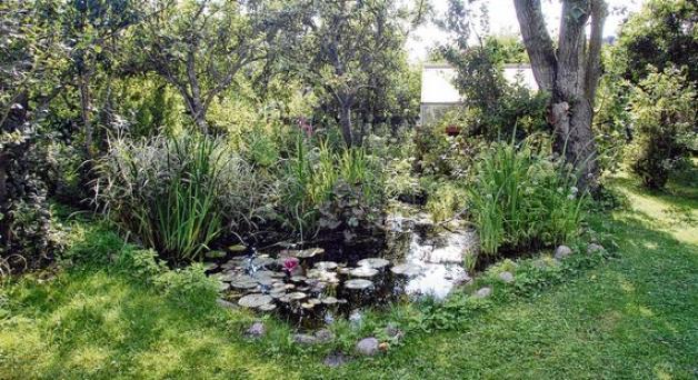 Warum einen "wilden" Garten zähmen? SHZ