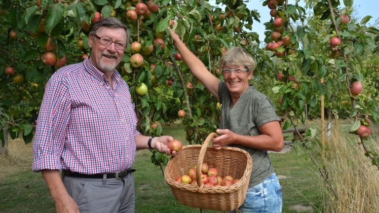 Anette Tengelmann erntet die Äpfel und Horst Franzen, Finanzchef des Fördervereins des Naturerlebniszentrums, freut sich, dass es so viele sind.