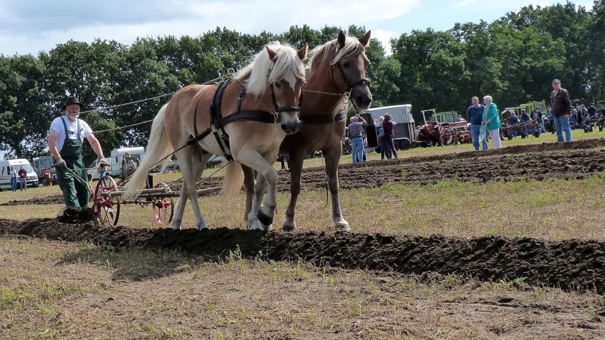 Landwirtschaft wie in alter Zeit | SHZ