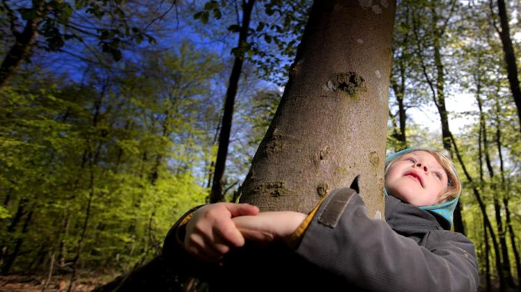 Die Gemeinde Viöl sucht händeringend eine neue Unterkunft für den Waldkindergarten. 