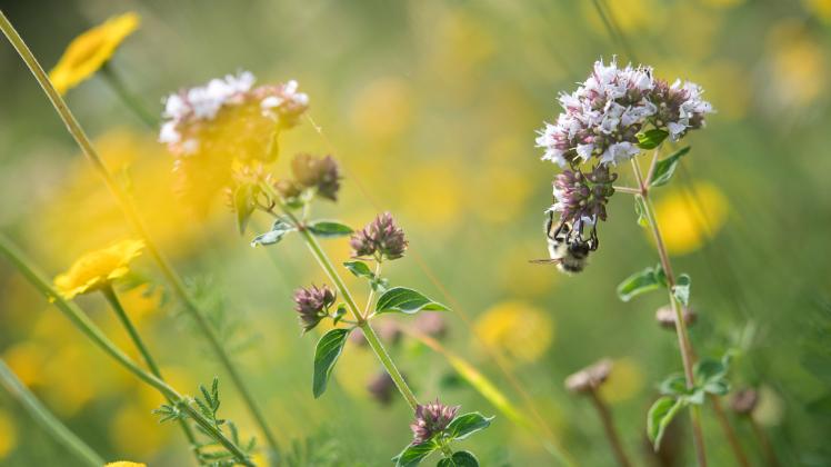 Insekten wie die Bienen benötigen Blühwiesen und Wildpflanzen. 