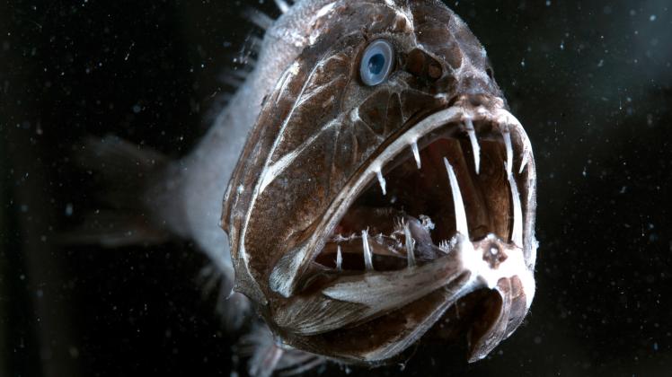 Fangzahnfische spießen ihre Beute mit ihren langen Zähnen auf. 