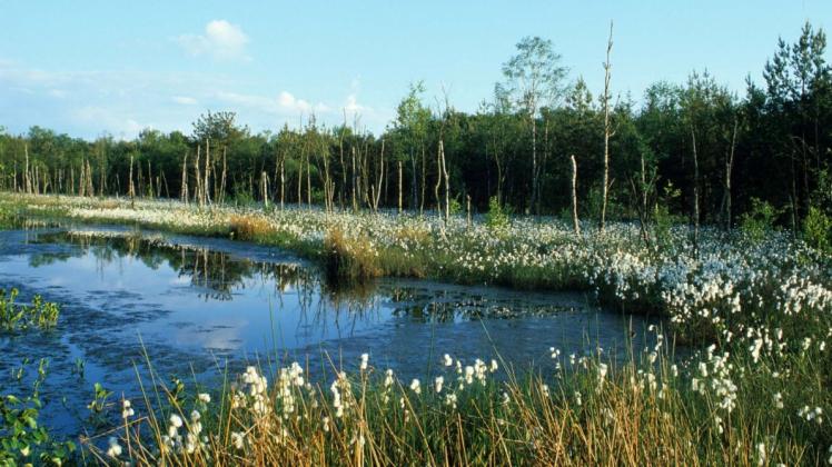 Der Große Moorsee in besseren Zeiten – jetzt liegt er trocken. Pro Hektar Torf werden 40 Tonnen Kohlendioxid gebunden. 