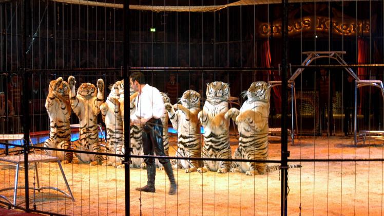 Tiger machen Männchen im Cirkus Krone.