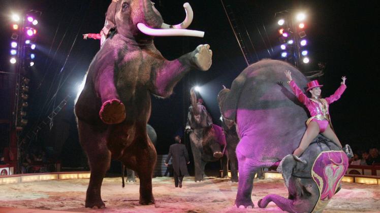 Wildtierhaltung in Zirkussen widerspricht dem Paragrafen 2 des Tierschutzgesetzes, mahnte die SPD im Kieler Landtag. 