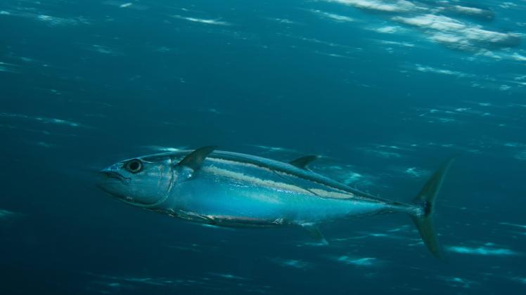 Ein Thunfisch im Südpazifik. /Symbolfoto