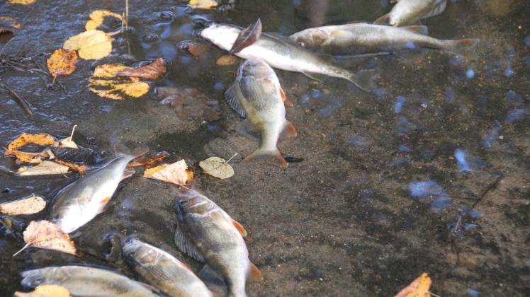 Bereits im Herbst 2017 verendeten im Burgsee zahlreiche Fische.
