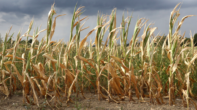 Teils vertrockneter Mais steht auf einem Feld der Genossenschaft Agrarprodukte Kleekamp. Die Dürreschäden in der Landwirtschaft und die möglichen Konsequenzen sind Thema der Landtagssitzung im Schweriner Landtag.