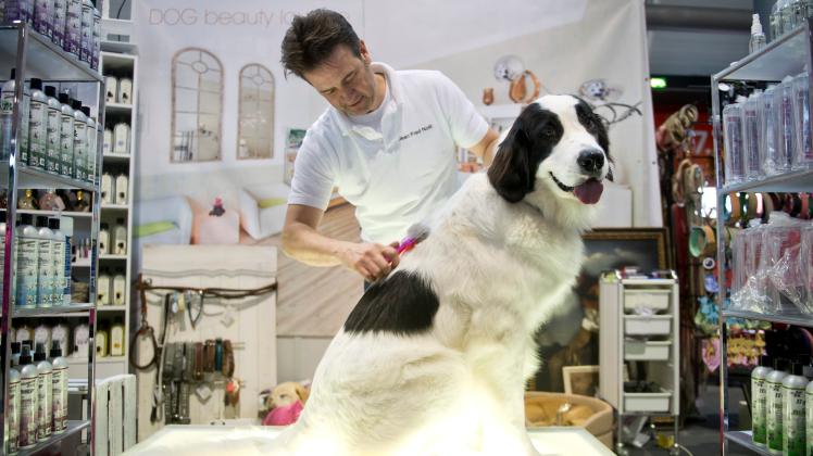 Die Landseer-Hündin Jazzy wird auf der Messe "Animal" in Stuttgart auf dem Stand "Dog Beauty-Lounge" von Hundefriseur Jean-Fred Noel gebürstet. Deutsche bezahlen Beiträge im Millionenbereich für das Wohlbefinden ihrer Tiere.