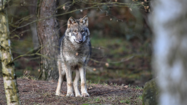 Bisher ist der Wolf geschützt. Die neue Initiative will Druck auf die Politik ausüben, um ihn in Schach zu halten.