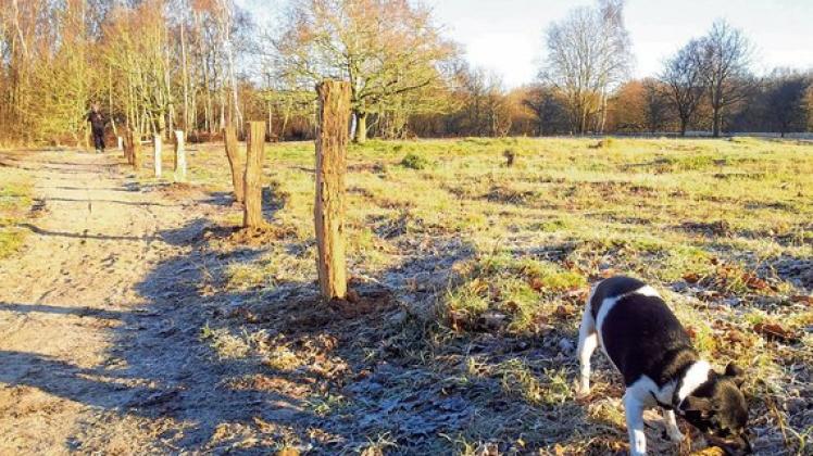 Hier müssen Hunde nach wie vor an die Leine: Im Naturschutzgebiet Twedter Feld gibt es derzeit keine Hundefreilauffläche. Foto: Pohl