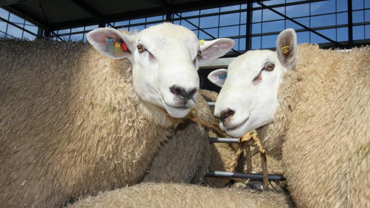 Schafe der Rasse Texel. Von den gestohlenen Tieren fehlt weiterhin jede Spur.