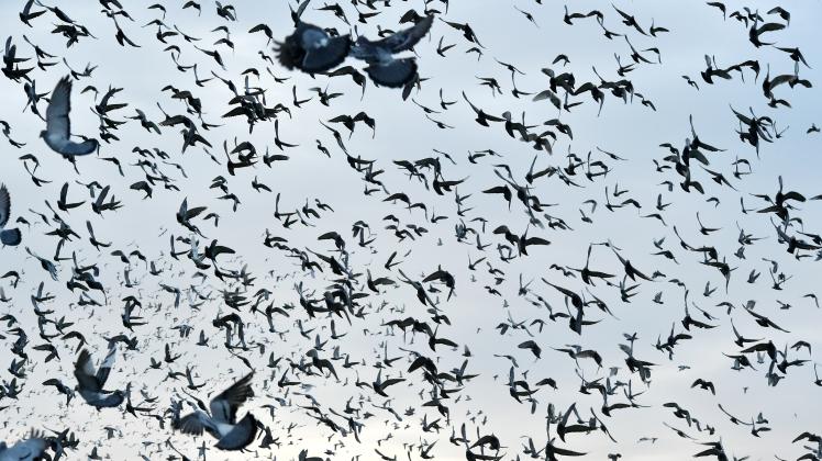 Bei den Wettflügen mit Brieftauben sollen regelmäßig Tauben verendet sein. 