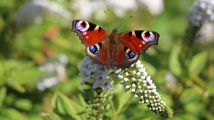 Oster-Ohrstedt will mit Wildblumenwiesen mehr Lebensraum für Schmetterlinge, Insekten und Vögel schaffen. 