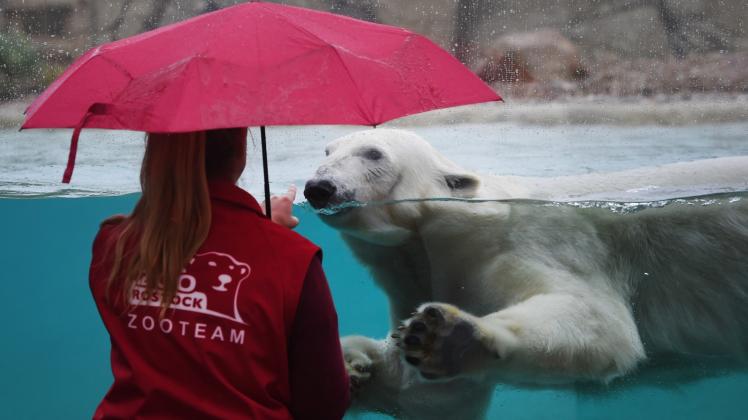 Den Eisbären kommen Besucher ab heute ganz nah – und Noria ist kontaktfreudig. 