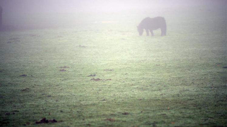 In Emsbüren ist ein Pony auf einer Weide getötet worden. /Symbolfoto