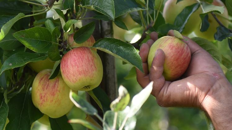 In Trenthorst wachsen die Äpfel absolut naturbelassen.