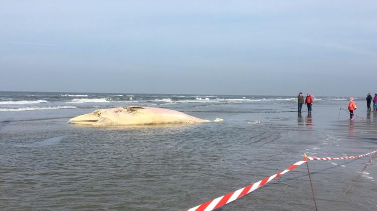 Mitarbeiter der Schutzstation Wattenmeer und der Nationalparkverwaltung sicherten die Fundstelle mit Flatterband ab. 