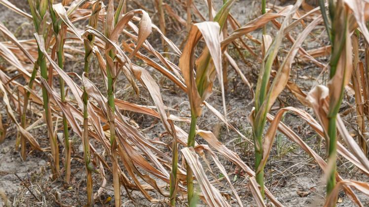Bei Dürreschäden des Sommers können Landwirte noch bis zum 30. Oktober ihre Anträge auf Entschädigung einreichen.