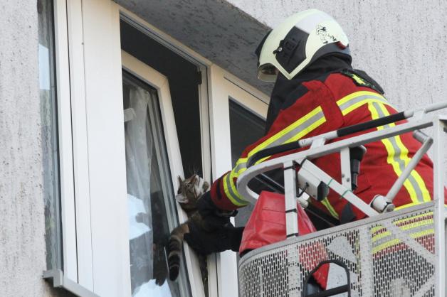 Feuerwehr rettet eingeklemmte Katze in Mehrfamilienhaus