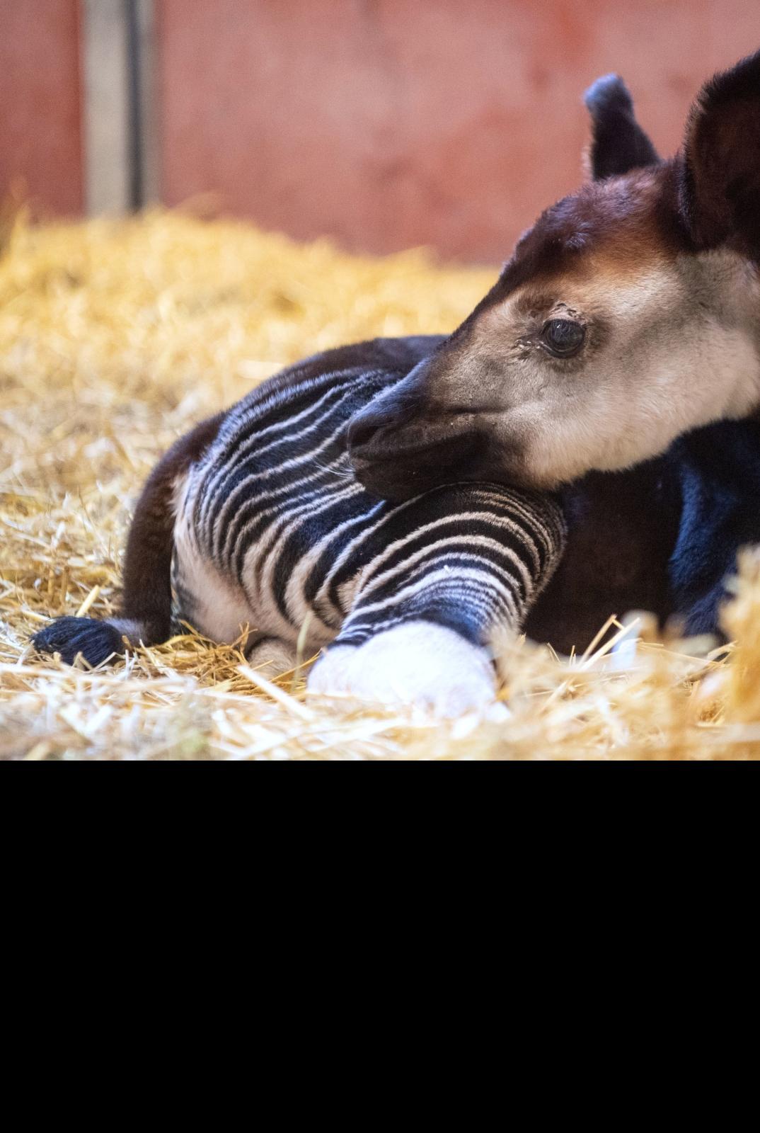 REIFENTIER Okapi NEU Erzgebirge Reifentiere Volkskunst Wüste Wasser Zoo Tiere 