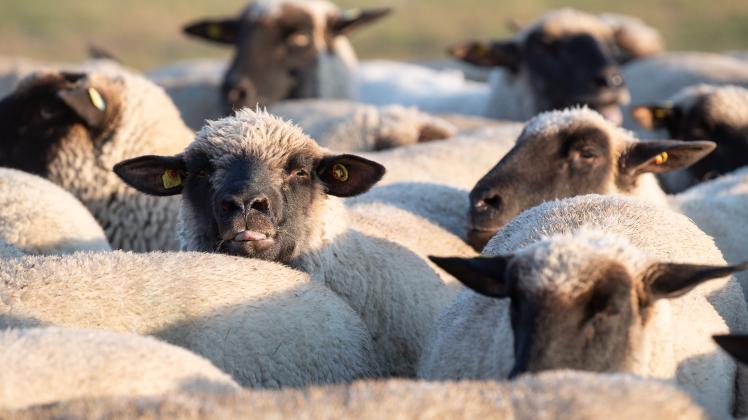 Schafe auf dem Tempelhofer Feld