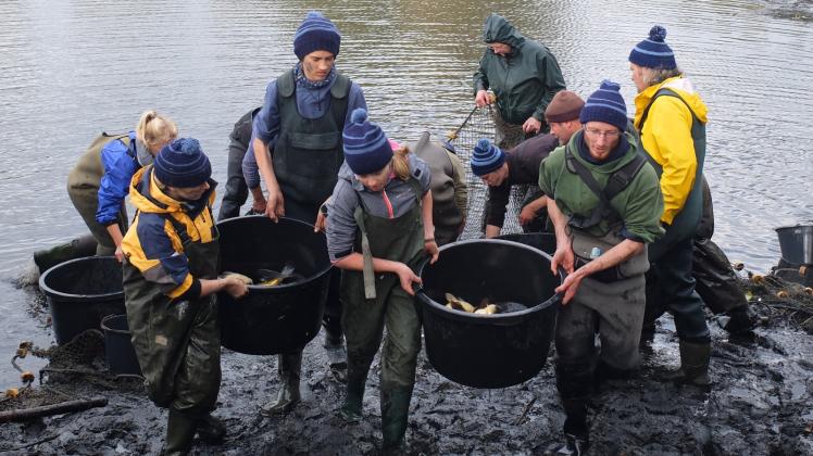 Einiges zu tun hatte das Team des Fischereihofs Detlefsen beim traditionellen Abfischen. Rund 1000 Karpfen mussten in die Quellteiche umgesetzt werden, damit sie Weihnachten auch gut schmecken. 