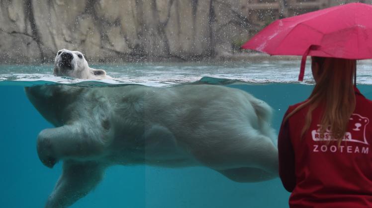 Der Eisbärin Noria schwimmt in einem Becken des neuen Polarium des Rostocker Zoos.